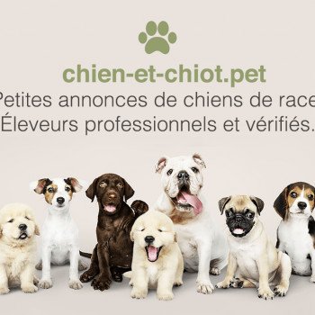 Élevages Chien Chien nu du mexique, Mewatha Beach  chien-et-chiot.pet